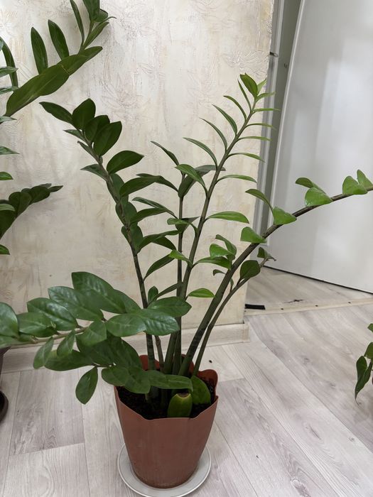 Цветы доллоровое дерево