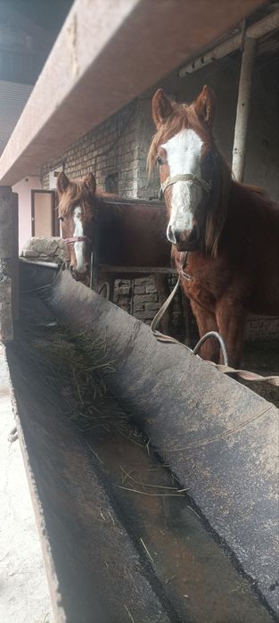 Toylar sotiladi bitasi nar bitasi moda