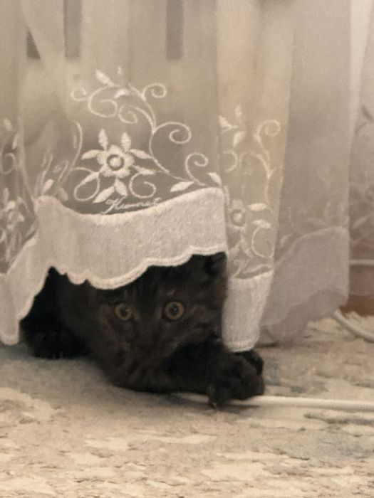 Котята бесплатно в добрые руки