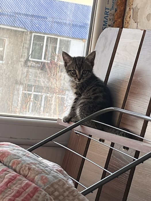 Котенка отдадим даромй