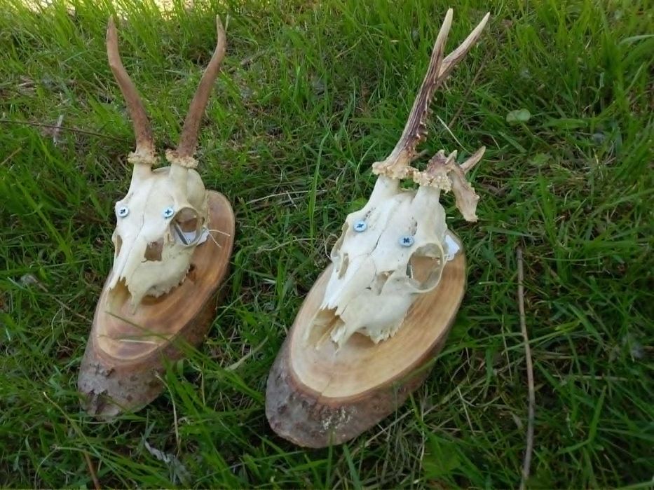 trofeu,trofee,craniu,coarne gothic rock