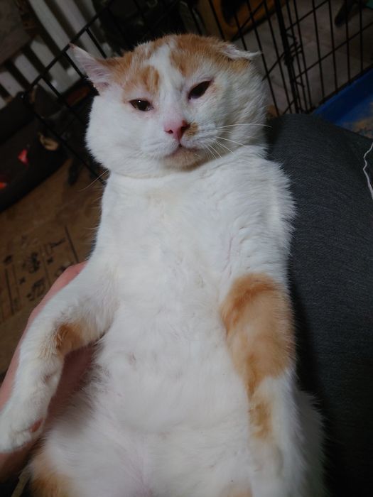 Бублик в ожидании семьи