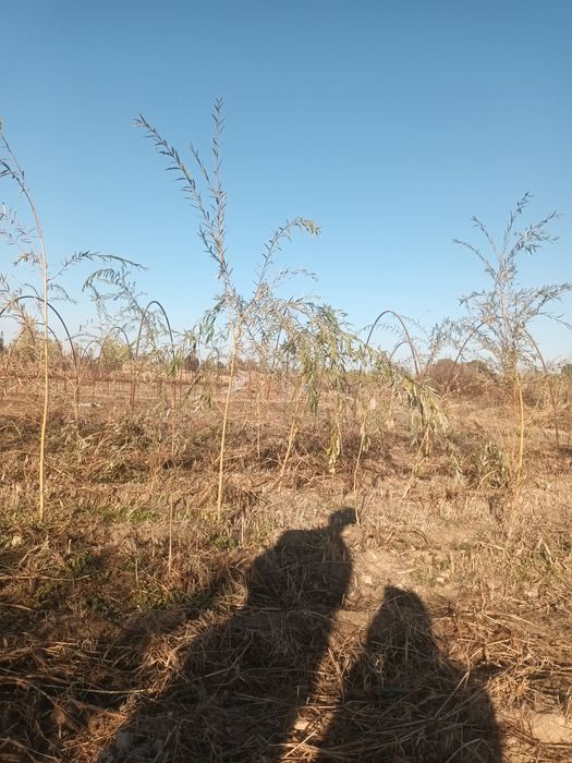 Мажнунтол кучатлари сотилади