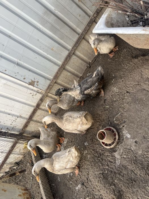 Үйрек сатылады бағасы келісіммен