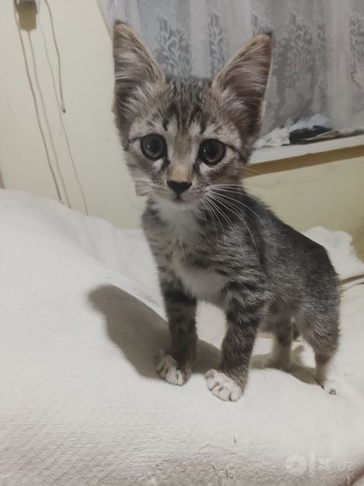 Котенок девочка очень ласковая