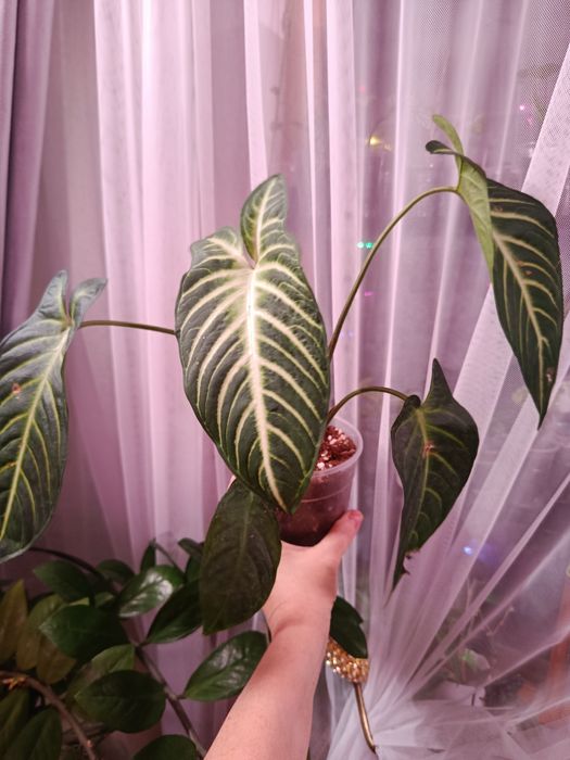 Продам, большой выбор ком растений.