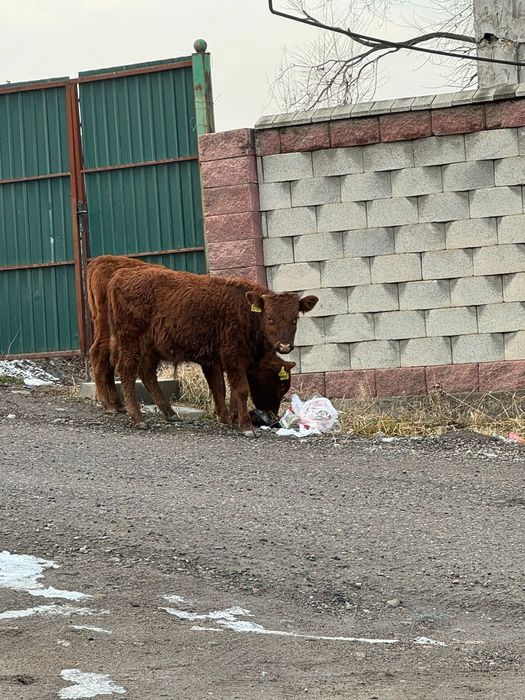Продам 4 бычка , Бесагаш