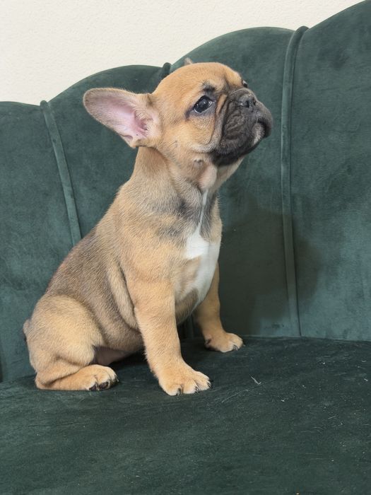 Bulldog francez