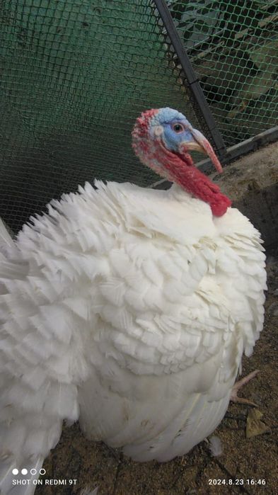 Индюк племенной белый