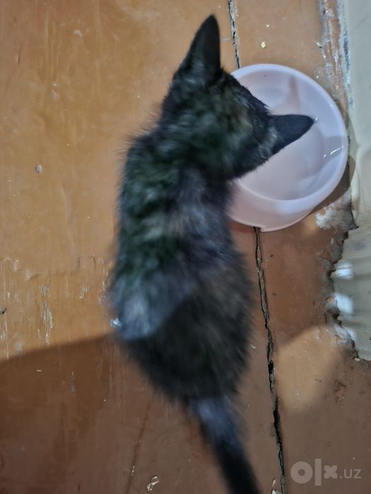 Котёнок/ Mushukcha