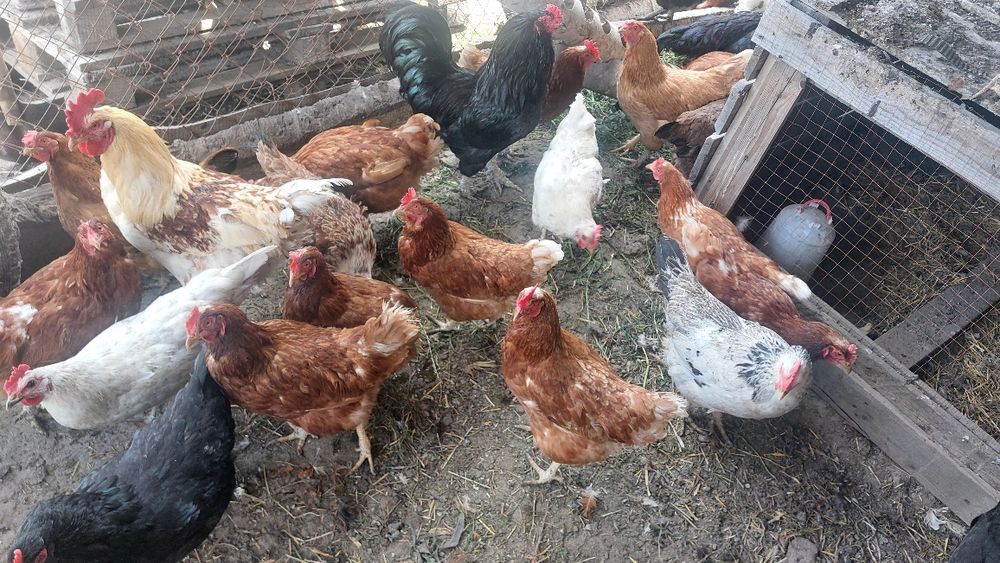 Продам молодых курей разных парод