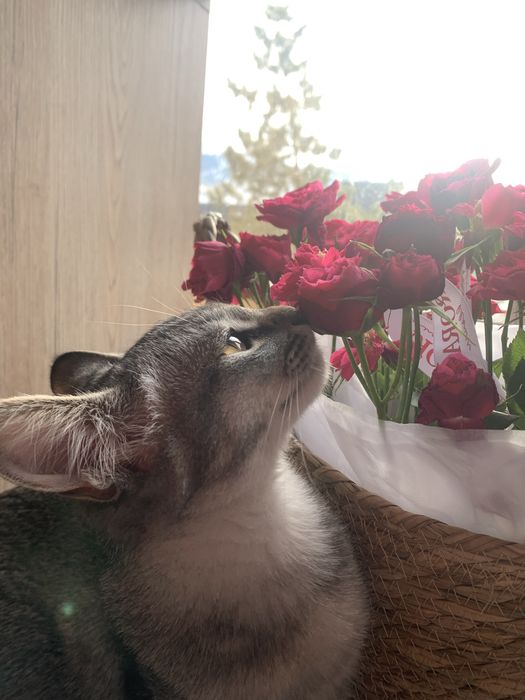 отдам котенка в добрые руки