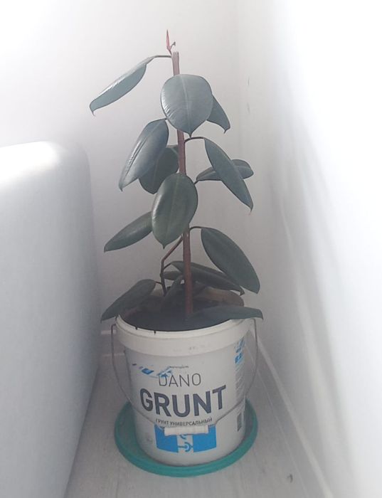 продам комнатнре растение