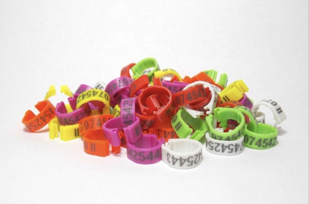 Cleme porumbei inele pasari