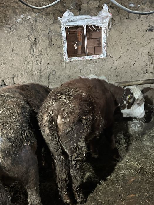 Продам бычков на доращивание