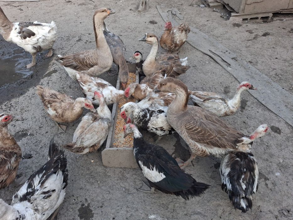 Rate galagioase si mute și gâște