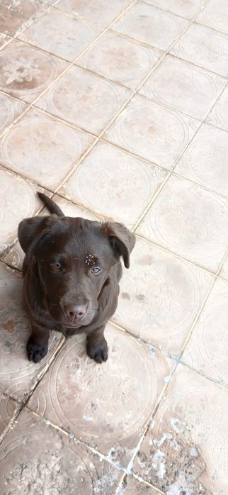 Лабрадор ретривер