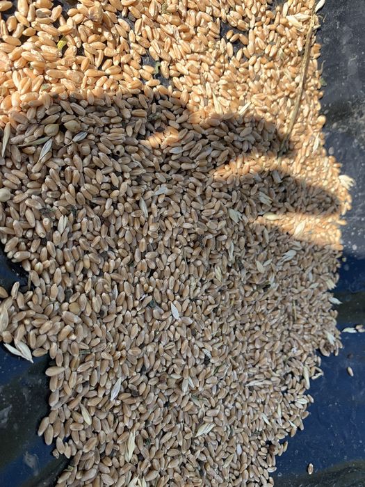 Продада пшеницы