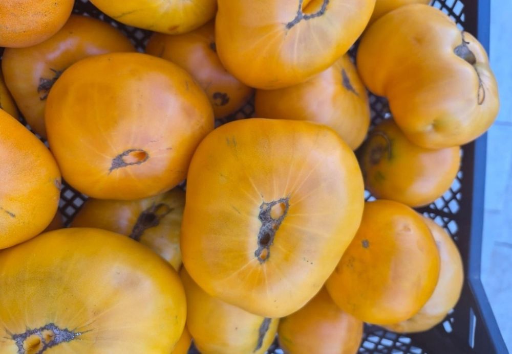 Помидоры домашние продам