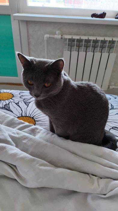Отдам серого котика