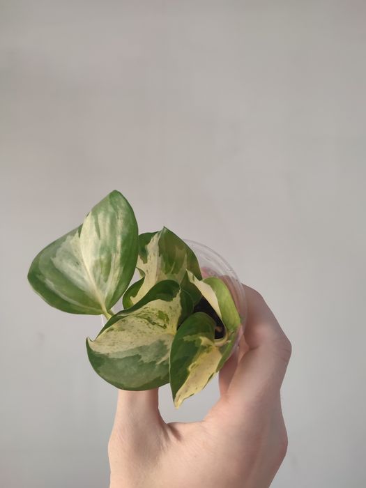 Эпипремнум манжула