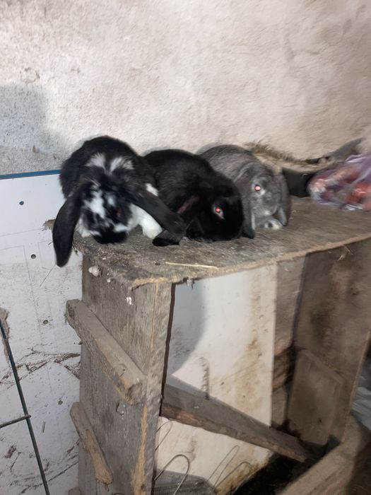 Iepuri  Berbec German