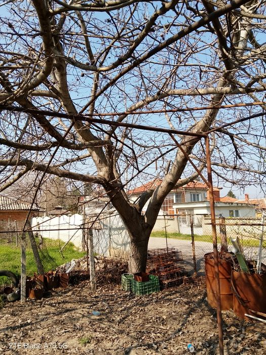 Орех за материал