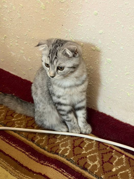 otasi scottish fold onasi shinshilla