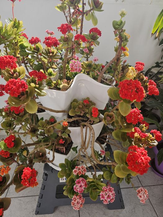 Flori Kalanchoe 6 nuante in ghiveci etajat