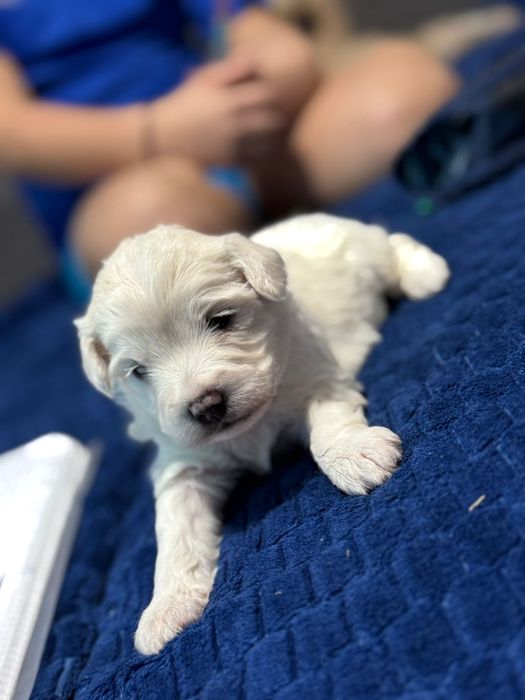 Cățeluși Bichon Maltez