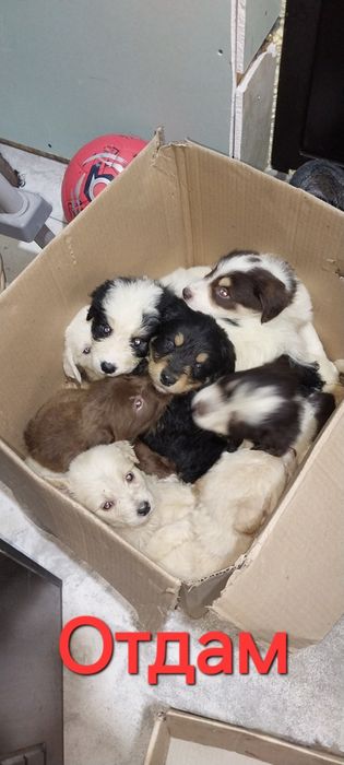 Шенки отдам даром