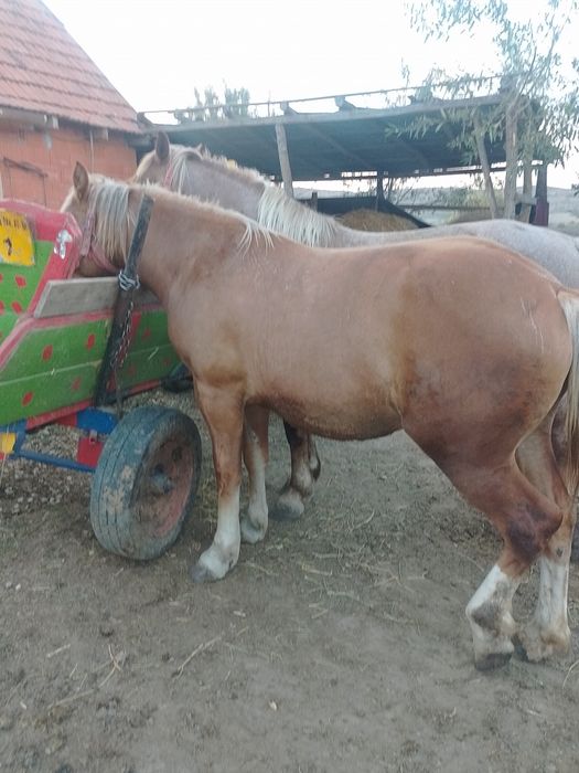 DE vânzare o mânză de 2 ani mai multe detalii la telefon