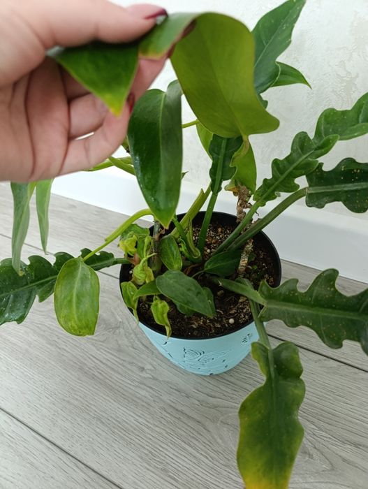 Продаются Филодендроны