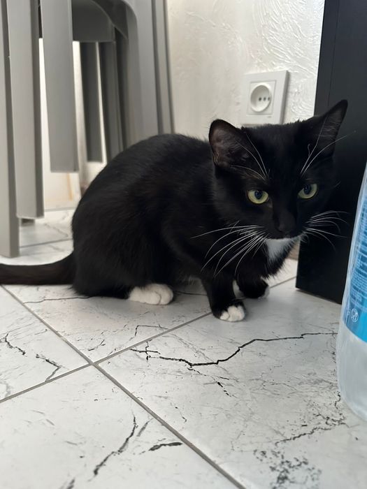 Отдам кошечку в хорошие руки