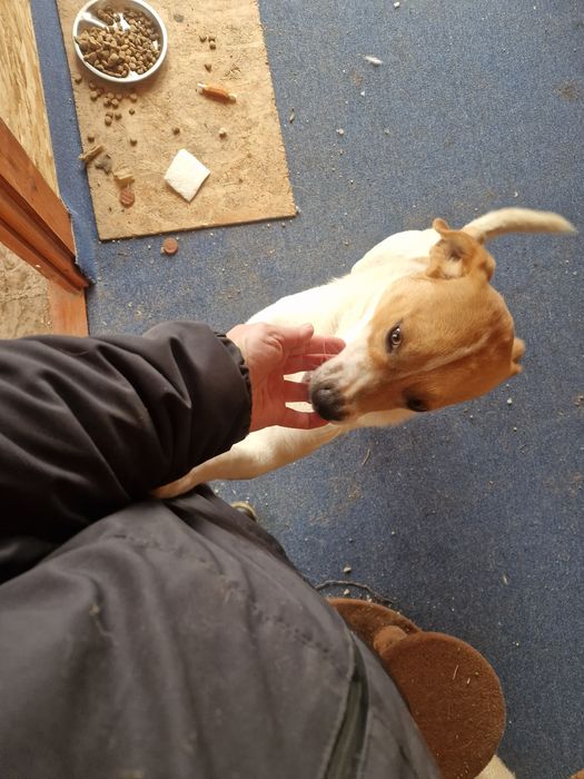 Donez caine femela si mascul