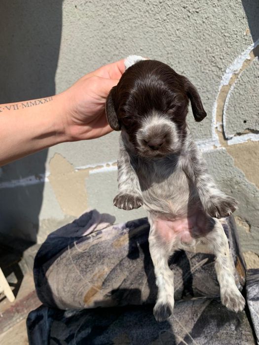 Продам щенят спаниеля