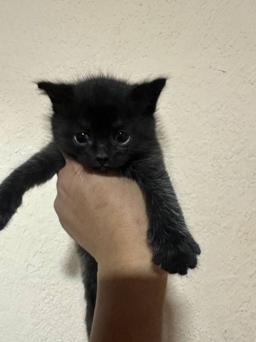 Mini pantera  1 oylik qora mushukcha sotiladi