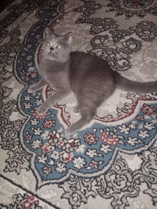 Продаётся Скоттиш Страйт мальчик