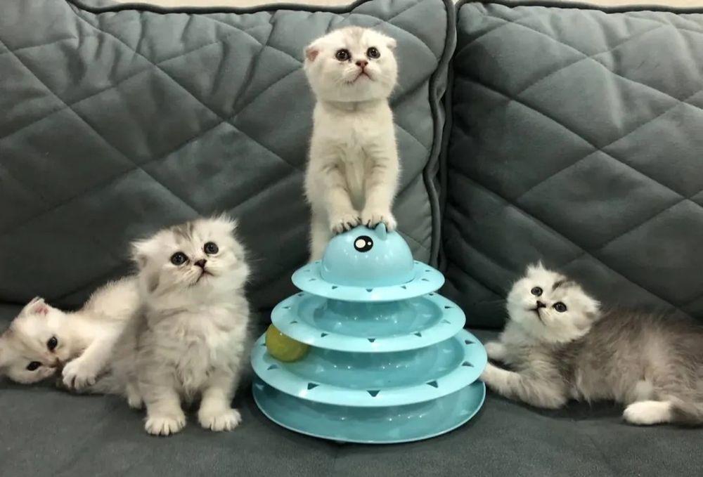 Парода Scottish Fold