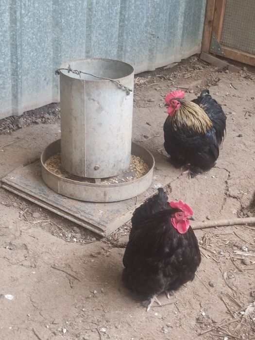 Продам двух петухов