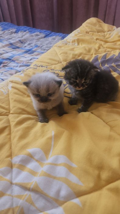 Продаётся котята.  Веслоуха! Чистокровный!