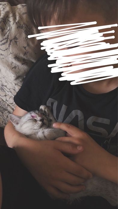 Отдадим в добрые руки , породистый