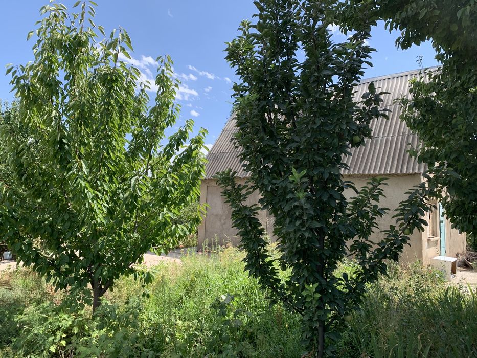 Дача на Шубарсу