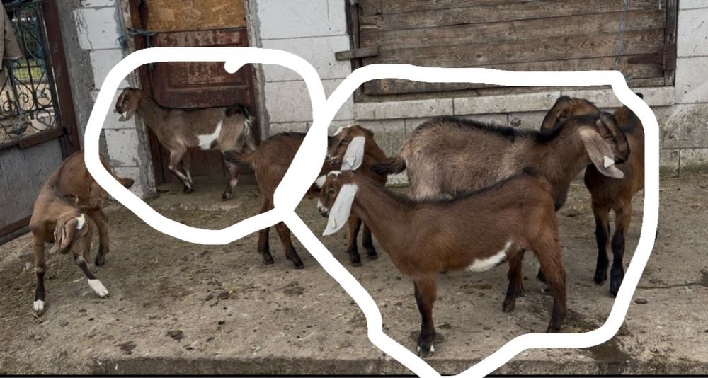 Tapi anglonubieni rasa pura