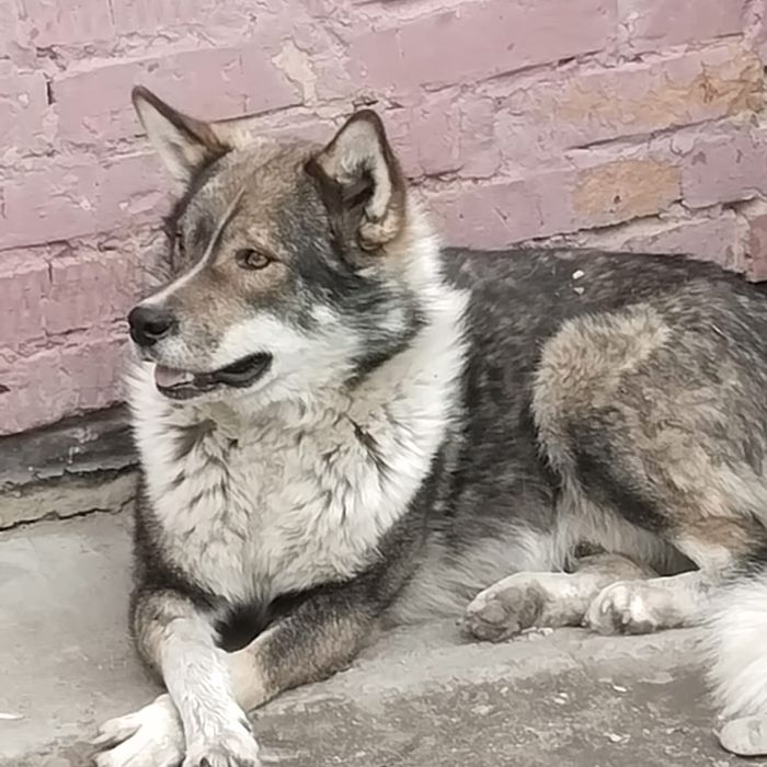 Отдам в хорошие руки