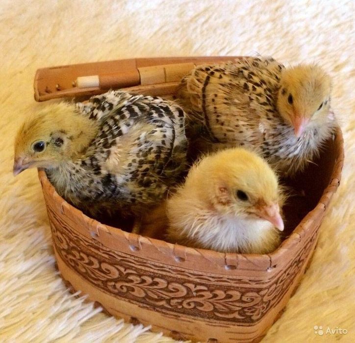 Перепелята от суточных до несушек.