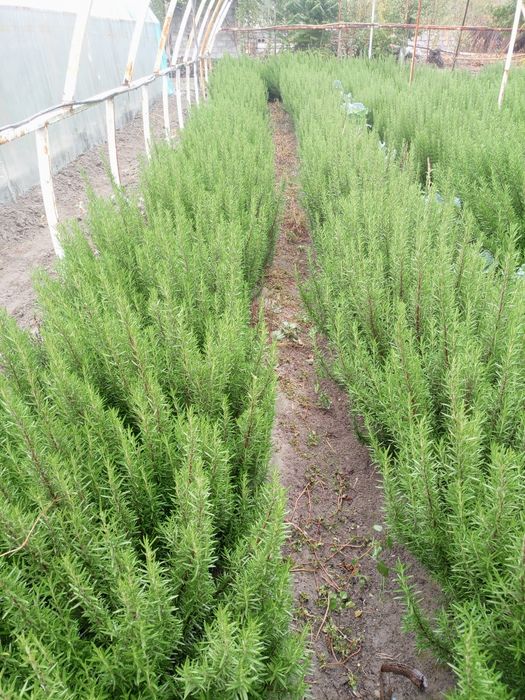 Розмарин ко'чатлар  Fargʻona