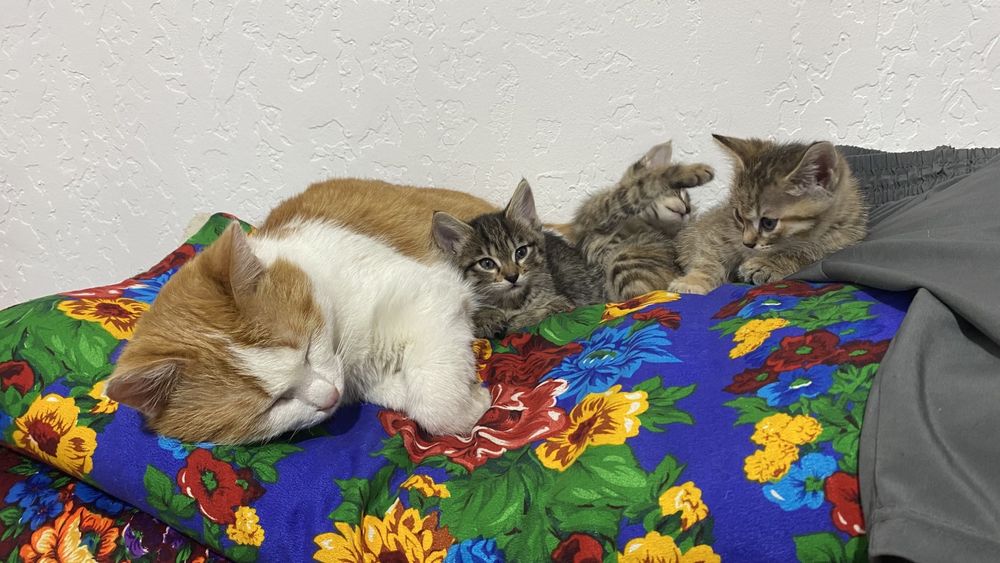 Отдам котят в добрые руки
