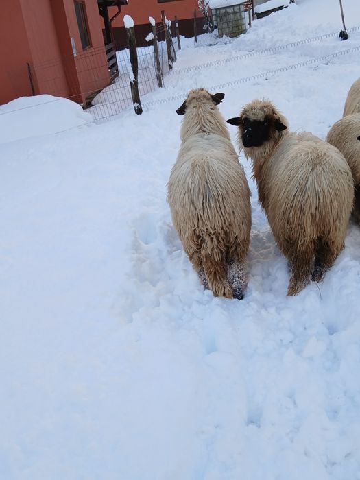 Vând două miele din primăvară.