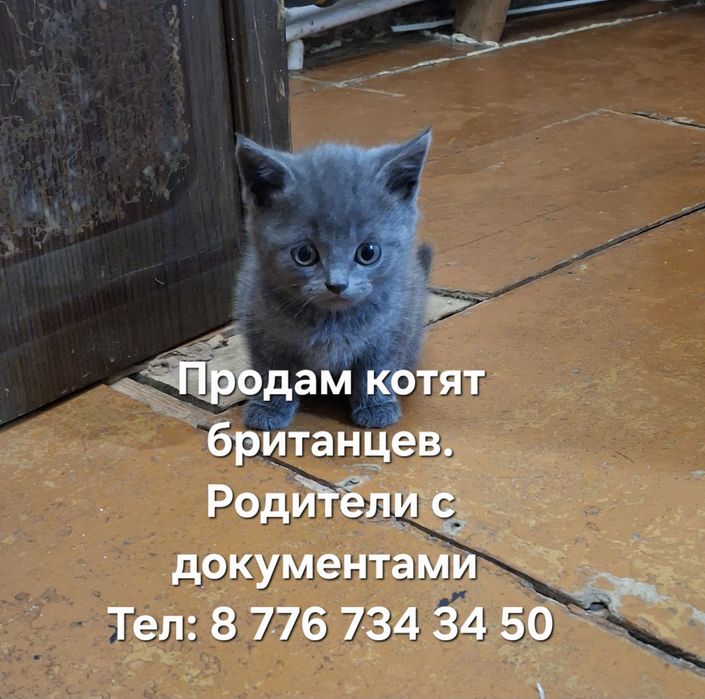 Продам котят британцев